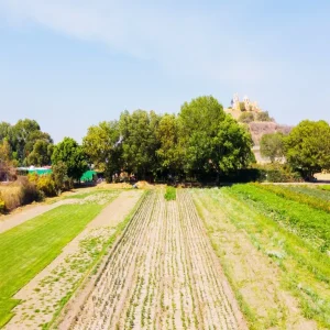 cholula 4.webp